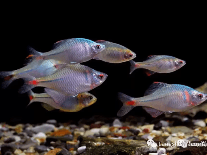 The biodiversity of Langshan Mountain: Fish&nbsp;World
