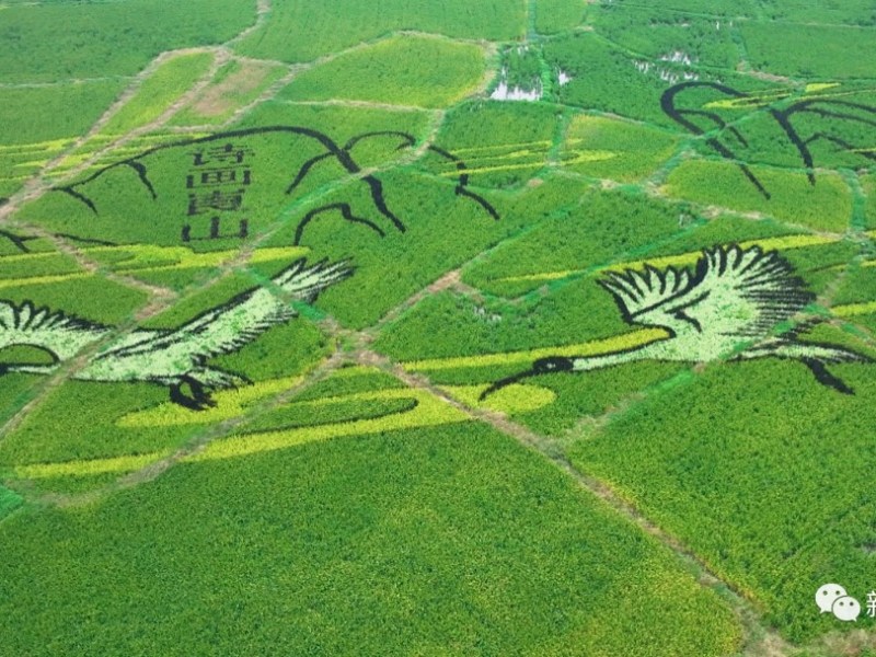 Langshan Mountain: picturesque paddy field & crested ibis in golden&nbsp;fall