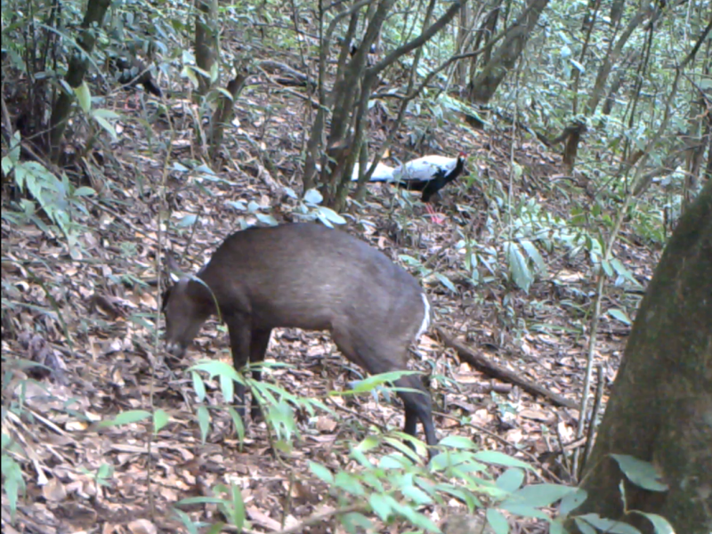 Tufted Deer and Silver Pheasant Spotted in Emperor Shun&nbsp;Mountain