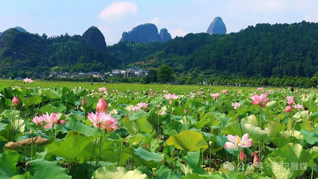 Late Lotus Blooms Grace Mount Langshan, Painting a Picturesque Autumn&nbsp;Scene
